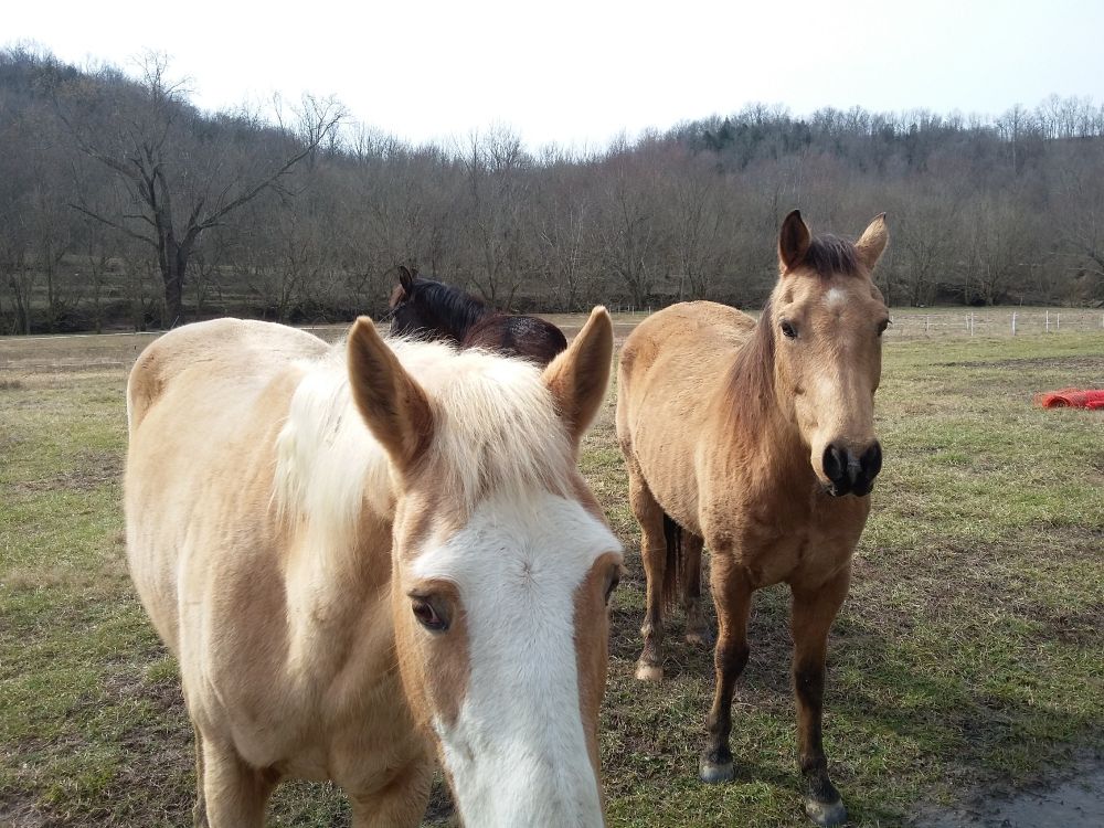 visitors from a neighbors farm