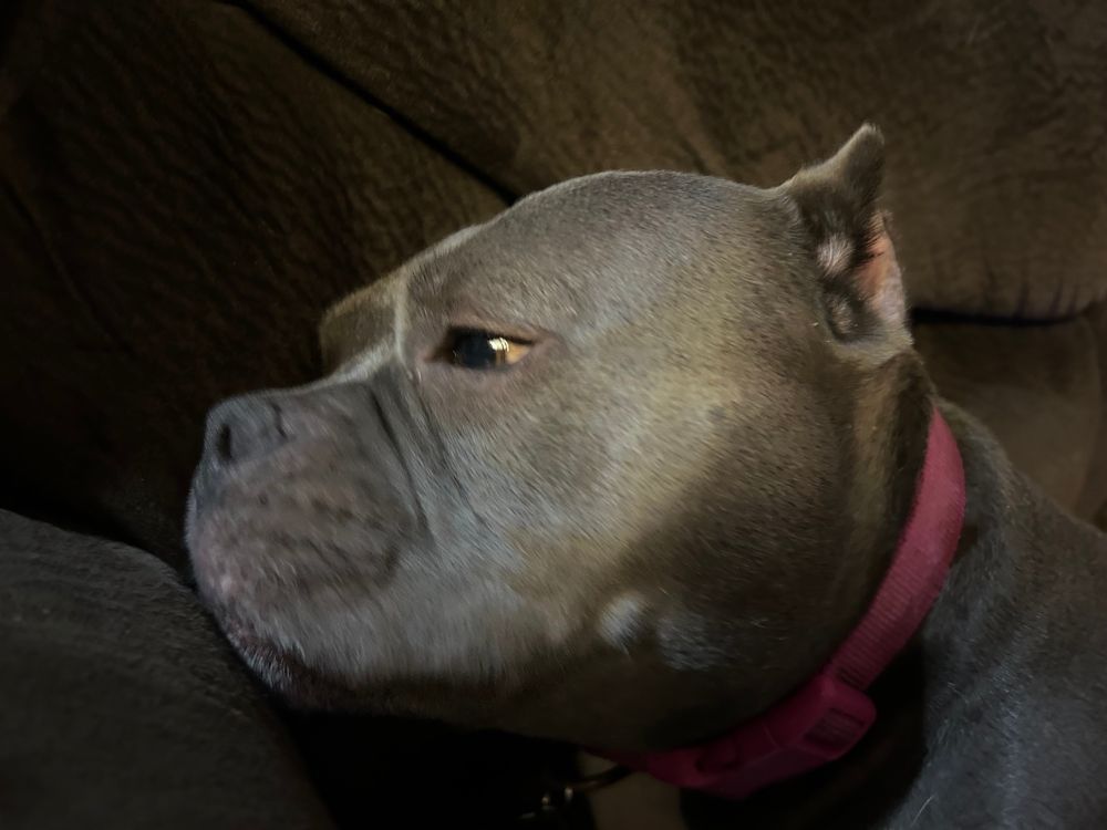 Happy the pitbull gazes adoringly at the couch 
