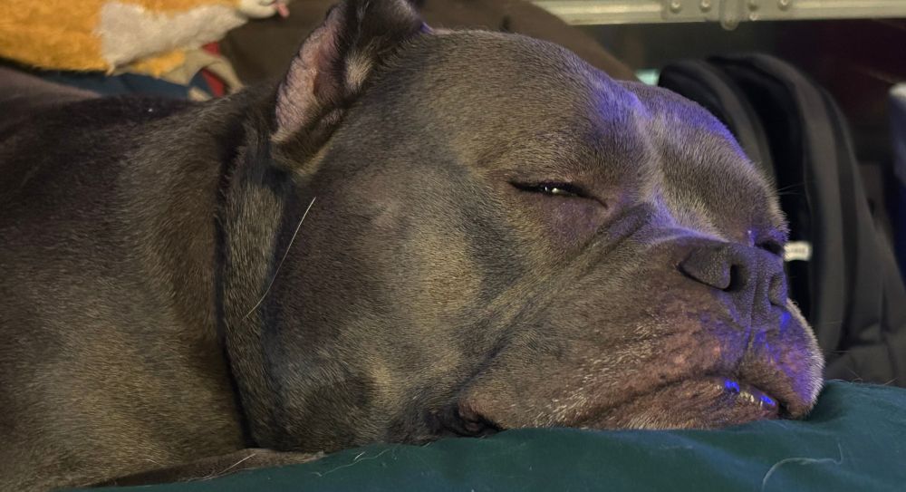 Happy the pitbull is resting his chin on a green pillow, a relaxed smile on his face. 