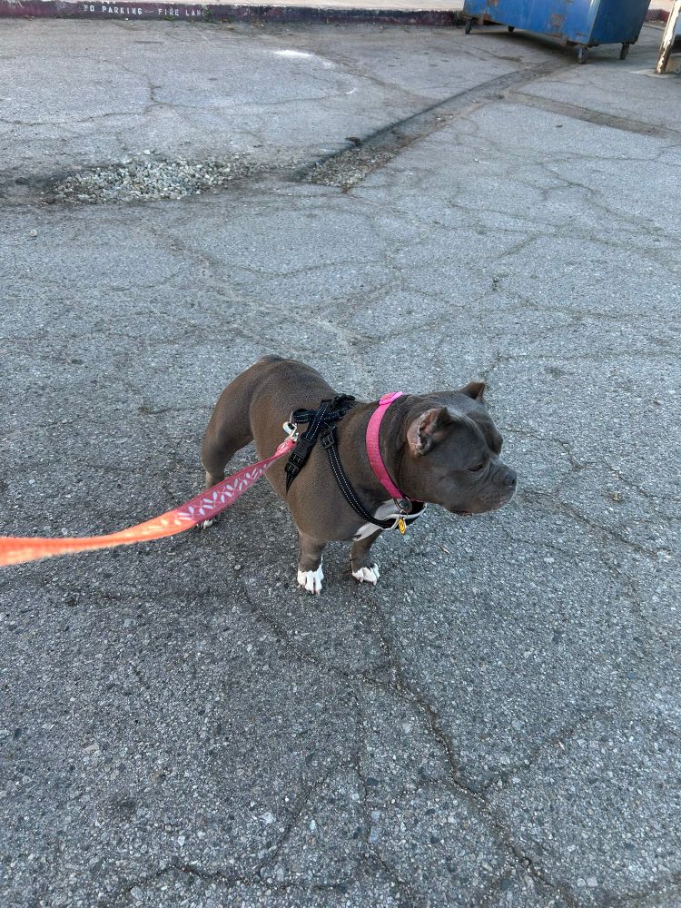 Happy the pitbull standing in the parking lot. He looks very small