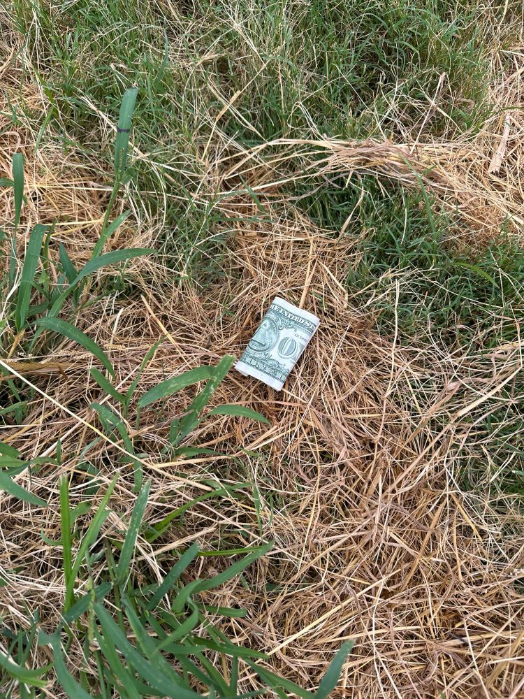 A folded US one dollar bill lays on a mix of dead and living grass in a yard