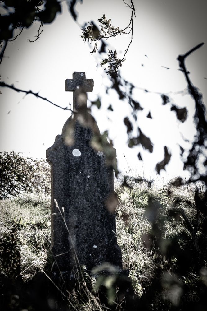 Image of a grave marker with a cross on top with underbrush in the foreground slightly blocking the view. 