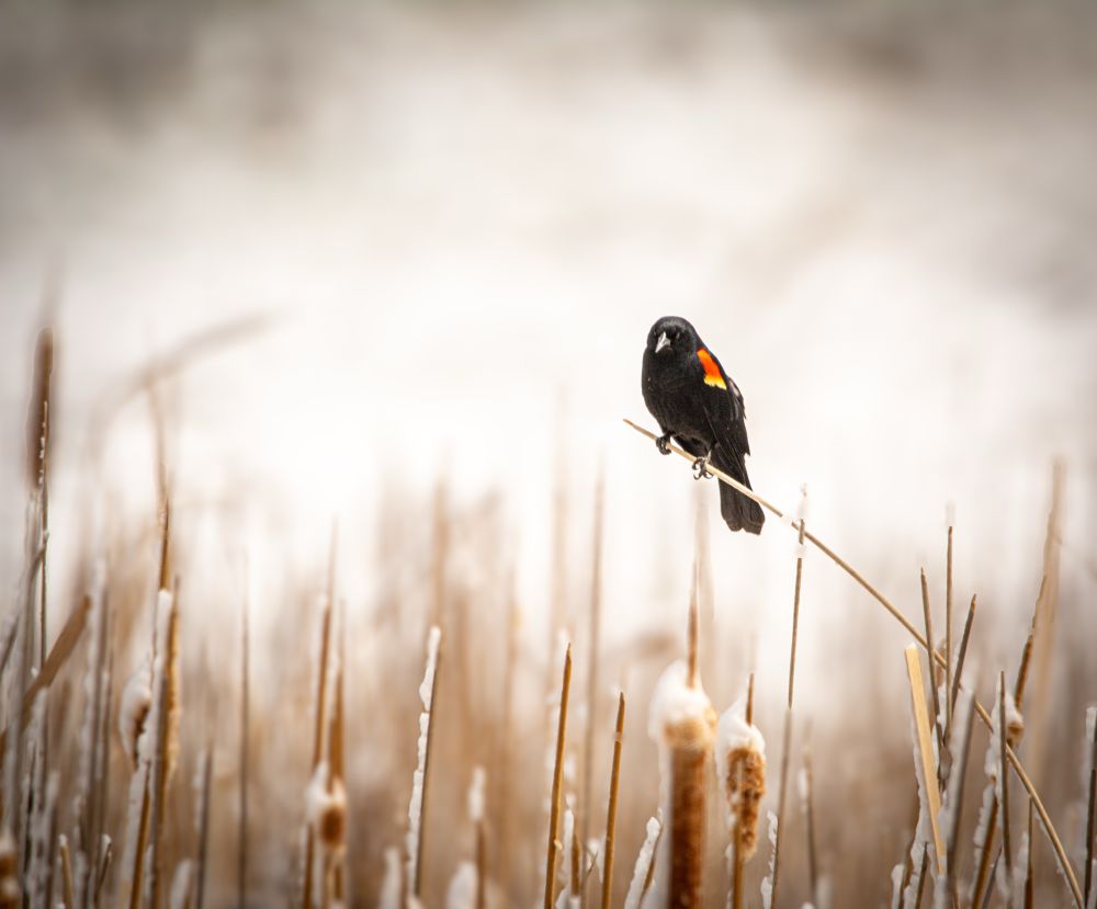 Redwing blackbird perched on a branch in an icy field. 