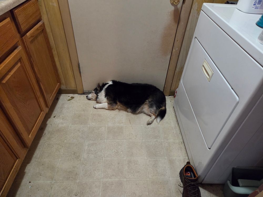 A tricolor corgi sheltie mix dog lays on the linoleum of a utility room. A closed door is behind her and she is laying against it. There are wood cabinets to the left and a washer on the right. She is laying very flat because she is bored.