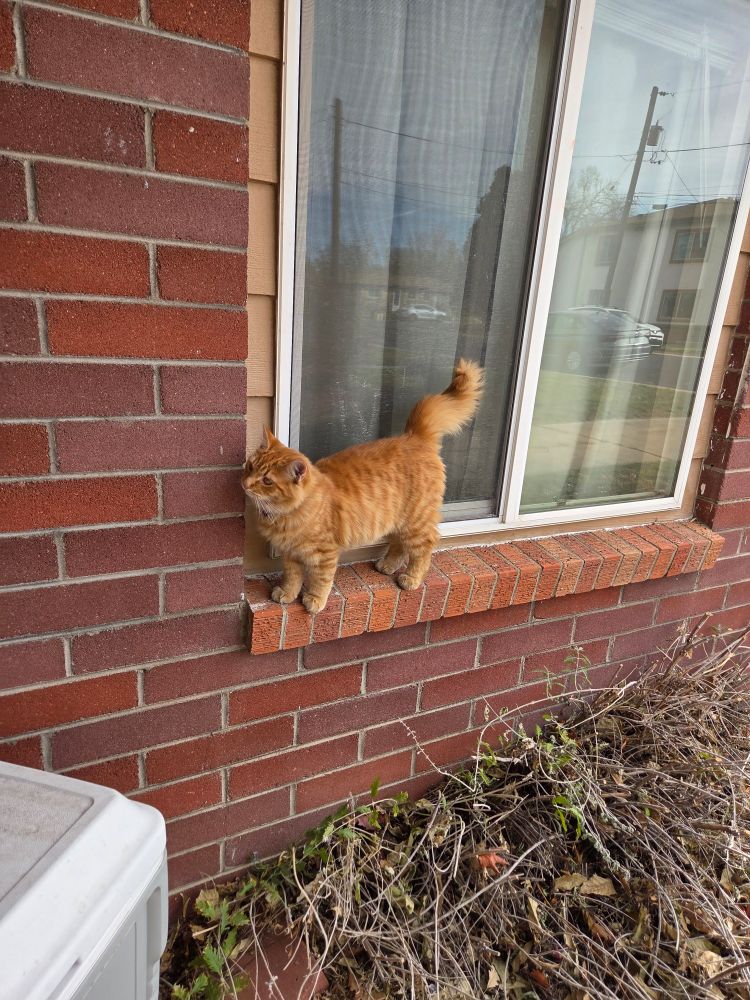 A super gorgeous, small orange tabby cat stands on a windowsill outside a brick house. The cat is medium fluffy, stripéd, and his fluffy tail is held in a wavy fashion. The cat appears both ordinary and magical.
