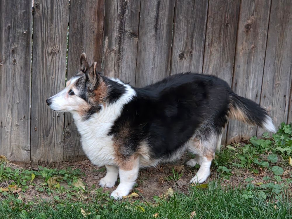 A tricolor corgi sheltie mix dog stands on the grass with a brown fence behind her. She is very rectangular and loaflike. A burnt loaf. She is elderly but also a baby.