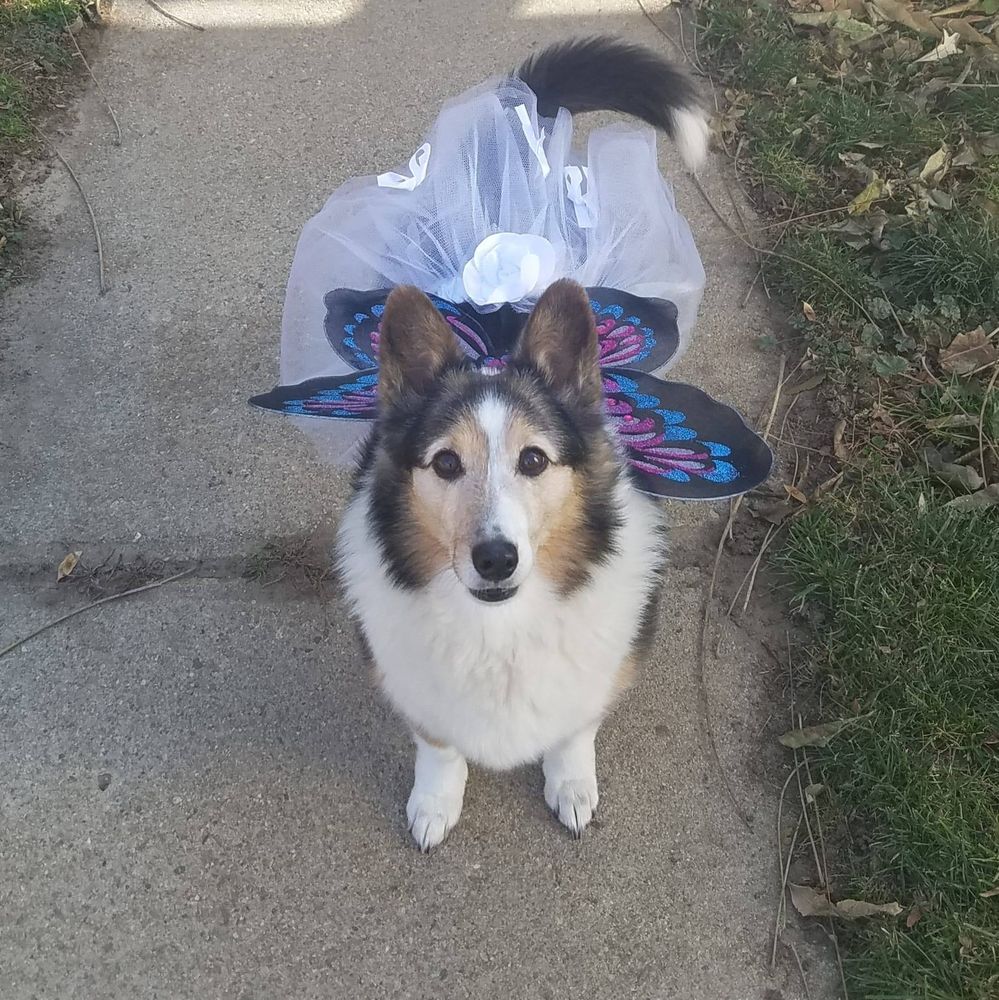 A tricolor sheltie corgi mix dog faces the camera. She has a long muzzle and her face has a white stripe, and her ears are perky. She has a white chest and white feet, her face is black, tan and white and her back is black. Her eyes are very dark brown and she looks like she has Cleopatra eyeliner. She is wearing black, purple and blue fairy wings and a white tulle skirt. You can see her black tail with a white tail-tip. She is standing on pavement with grass to either side.