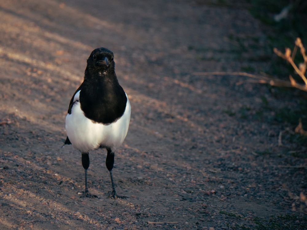 A curious magpie stands at attention on a gravel trail and stares directly at the camera.