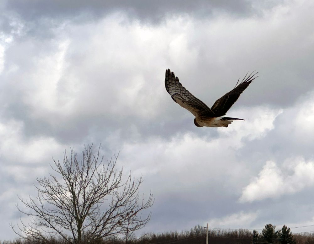Another Harrier, from the side