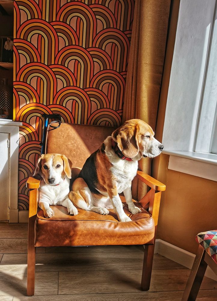 Pablo and Rio the beagles, sitting together on a brown leather armchair. 