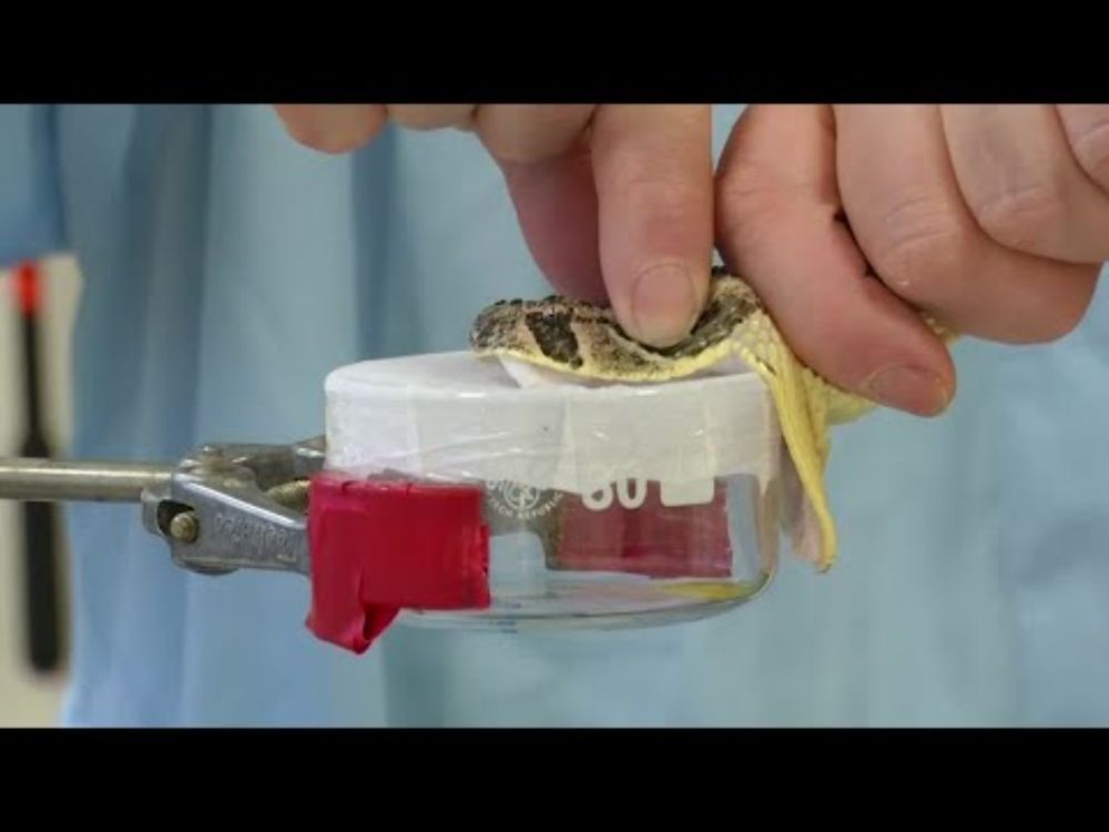 AI-designed antivenom could offer new hope for snakebite victims | REUTERS
