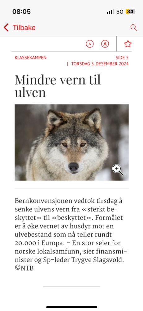 Bilde av en ulv. Billedteksten som forteller at status endres fra "sterkt beskyttet" til"beskyttet"