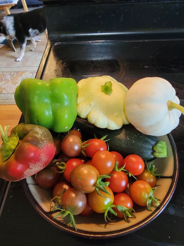 A photo of vegetables straight from the garden! Two sweet peppers, one patty pan squash, one white mini-pumpkin, one zucchini, and a bowl full of cherry tomatoes. 