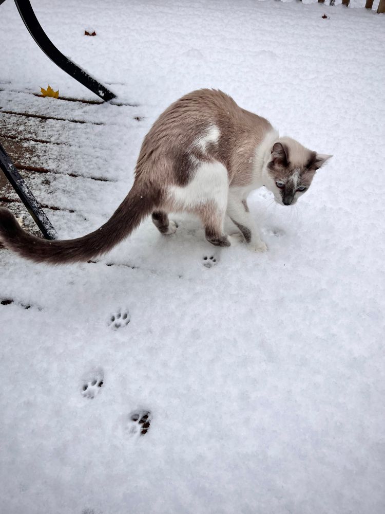 Cat, White with tan and gray patches and a very long tail, discovering snow. His pawprints are behind him and he’s looking back at his tracks. 