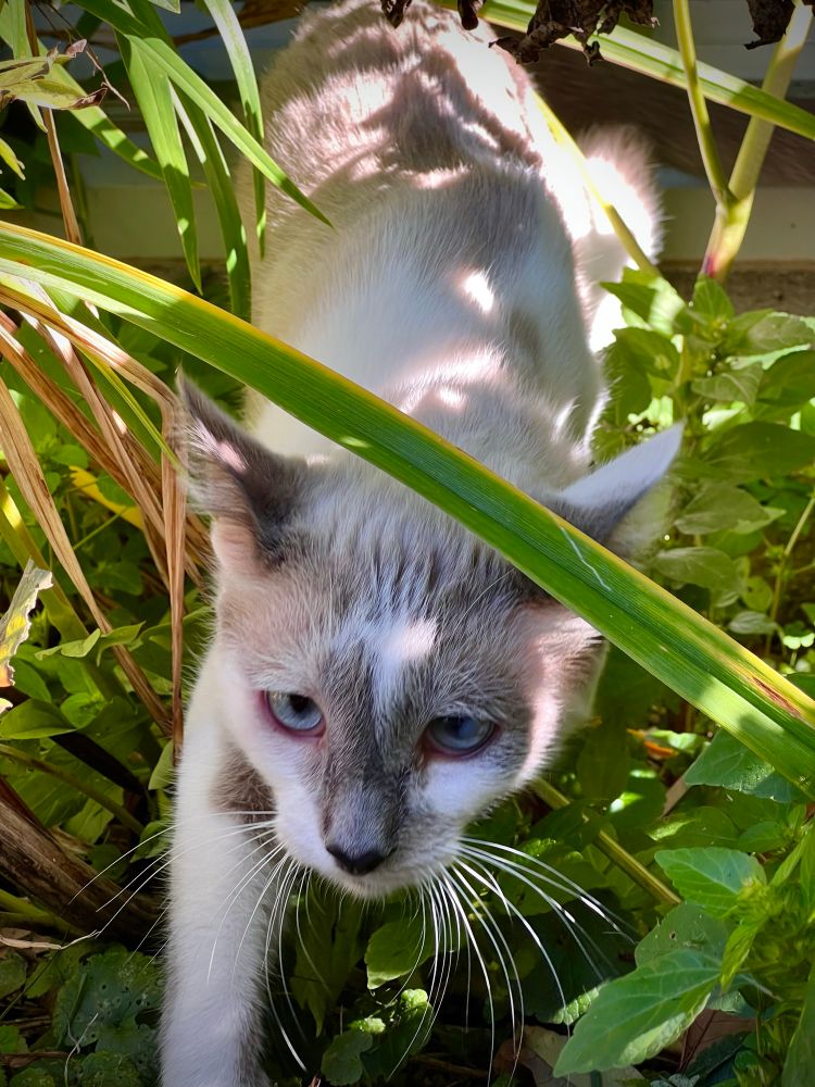 cat stepping through thick undergrowth