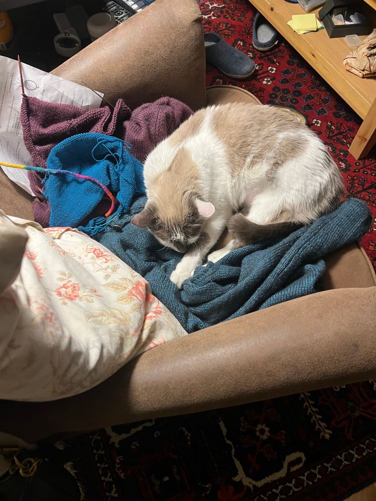 Cat asleep on the cardigan I draped over the chair and two partly complete ones, one plum coloured, the other two blue. There’s a cat toy draped over the top, brought by the cat, Wendell, as he pulled down the softest (20% yak). Wendell is a lively three year old, he’s a blue eyed, mostly white cat with beige and gray markings. 