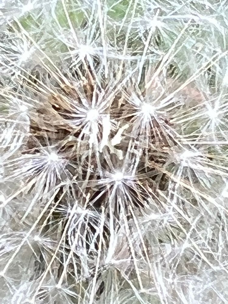 Close up of the white top of a dandelion gone to seed, when it’s a perfect globe. 