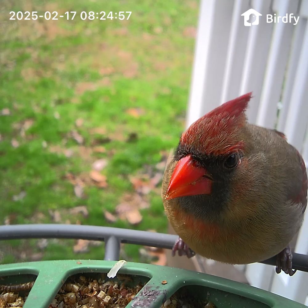 A female cardinal perched on the edge of a green feeder, facing the camera but slightly turned.
