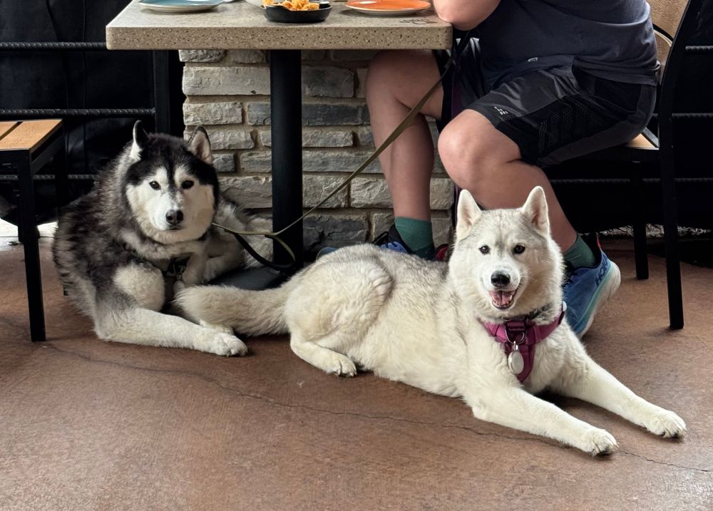 Two huskies lying quietly in a restaurant patio