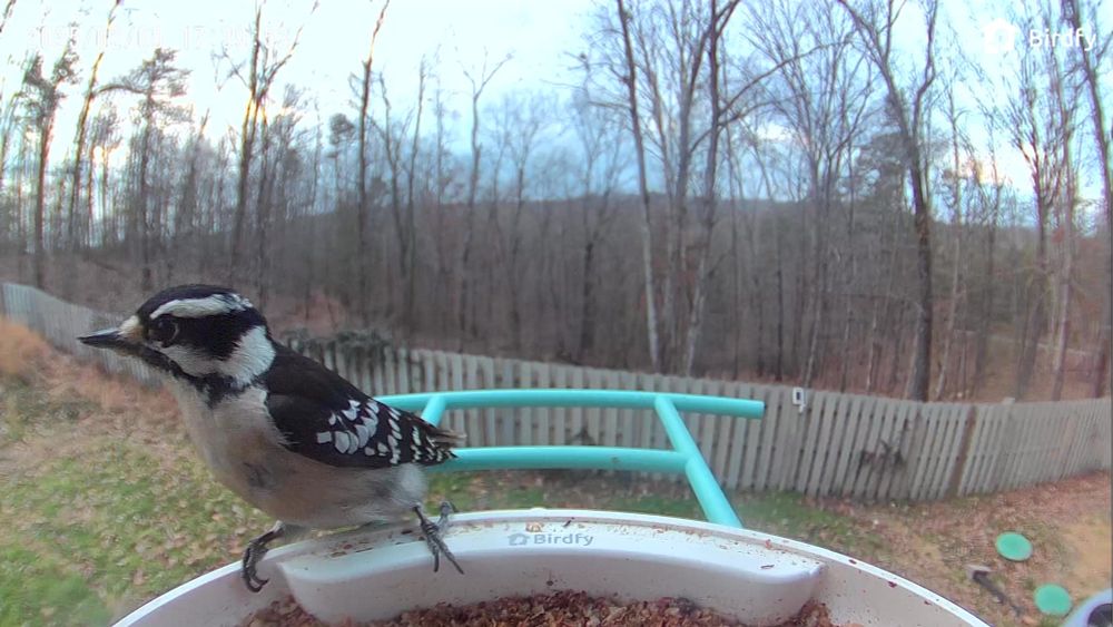 A female downy woodpecker perched on the edge of a feeder, looking off to the side