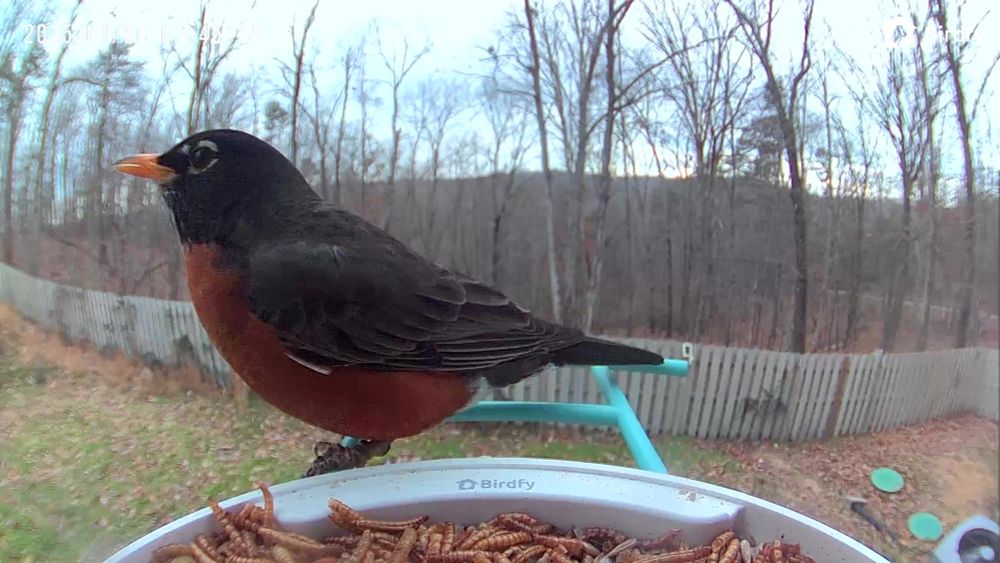 A robin sitting at the edge of a bird feeder that is filled with mealworms