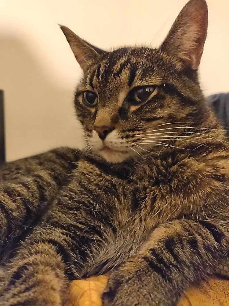 A brown short haired tabby cat is seated, looking off camera. She has a sassy look on her face.