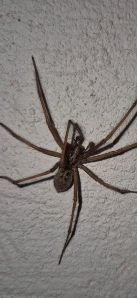 An offensively large spider