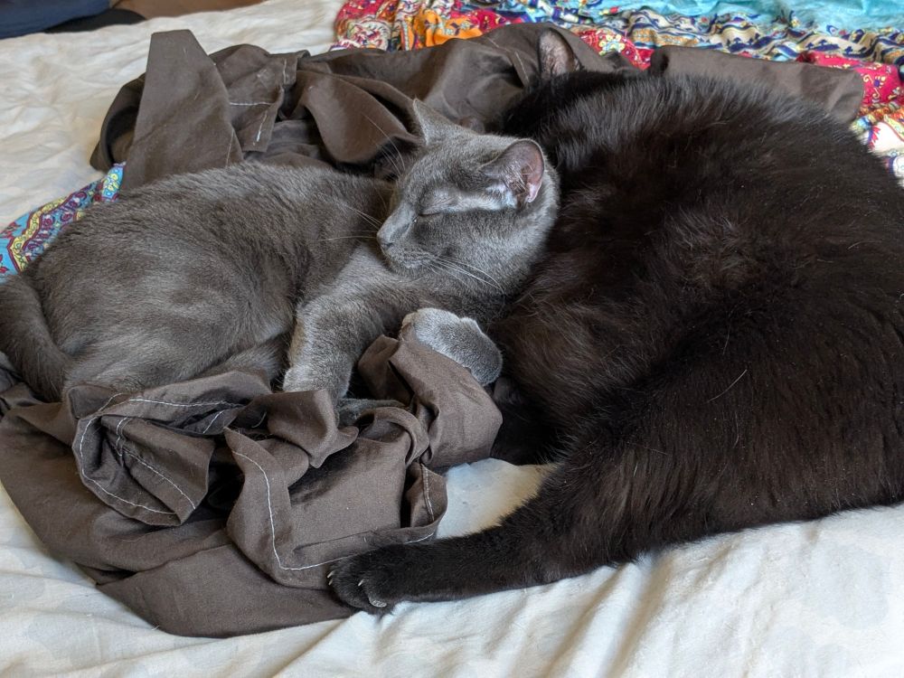 Shadow and Roman.