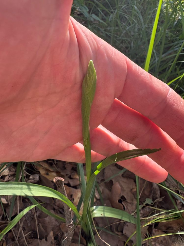 An unidentified plant that I’ve been stalking for weeks - a fawn lily (?) - with a flower bud forming.
