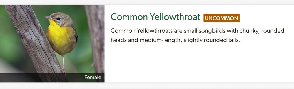 Pictured (on left): A cute gray-topped bird with complete yellow underside. Facing stage left on something woody. Text(on right): Common Yellowthroat (UNCOMMON) Common Yellowthroats are small songbirds with chunky, rounded heads and medium-length, slightly rounded tails. From allaboutbirds.org