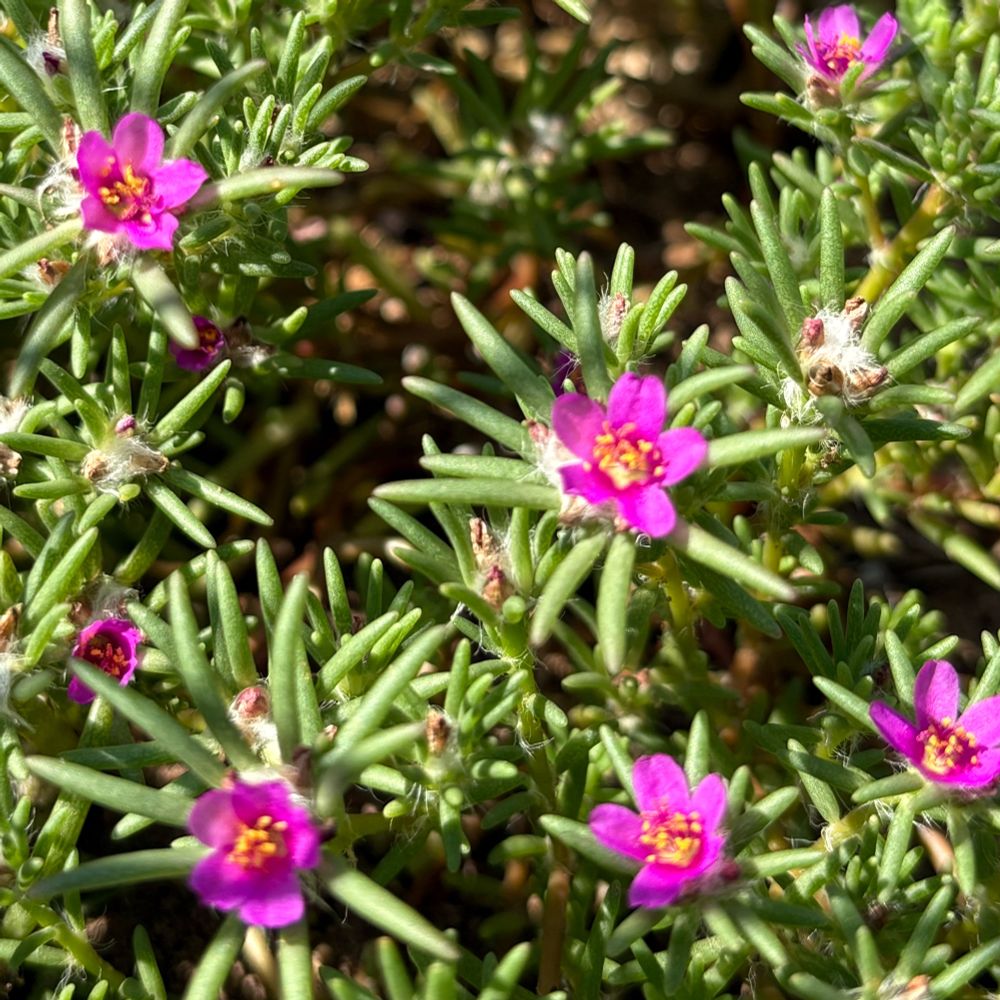 A close-up of bright pink shaggy portulaca flowers. 