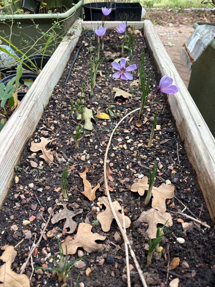 A few pale purple saffron crocus blooms in a small rectangular bed. 