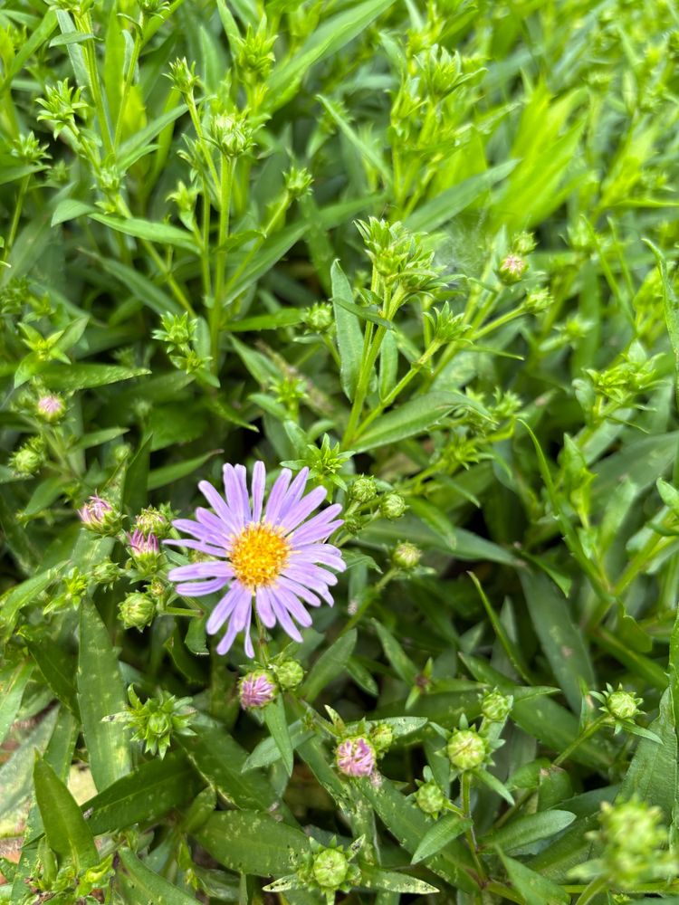 Woods aster bloom. Lilac-colored petals with a yellow center.