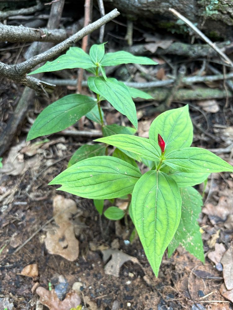Pink flower bud forming on a newly-planted pinkroot. 