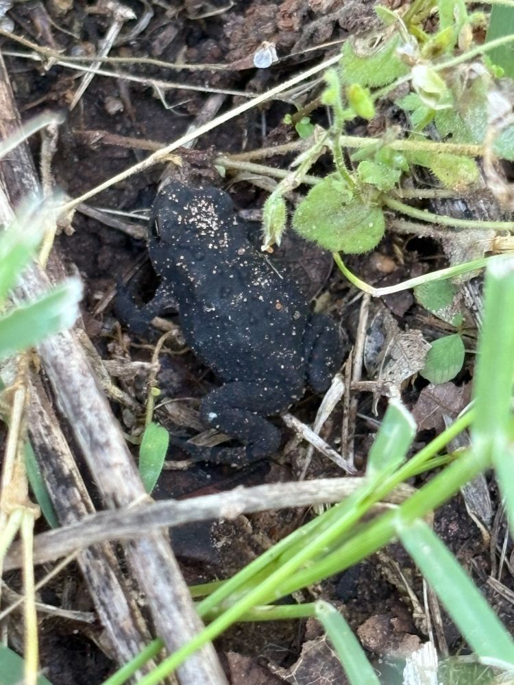 A small (≈3/4”) black toad. 