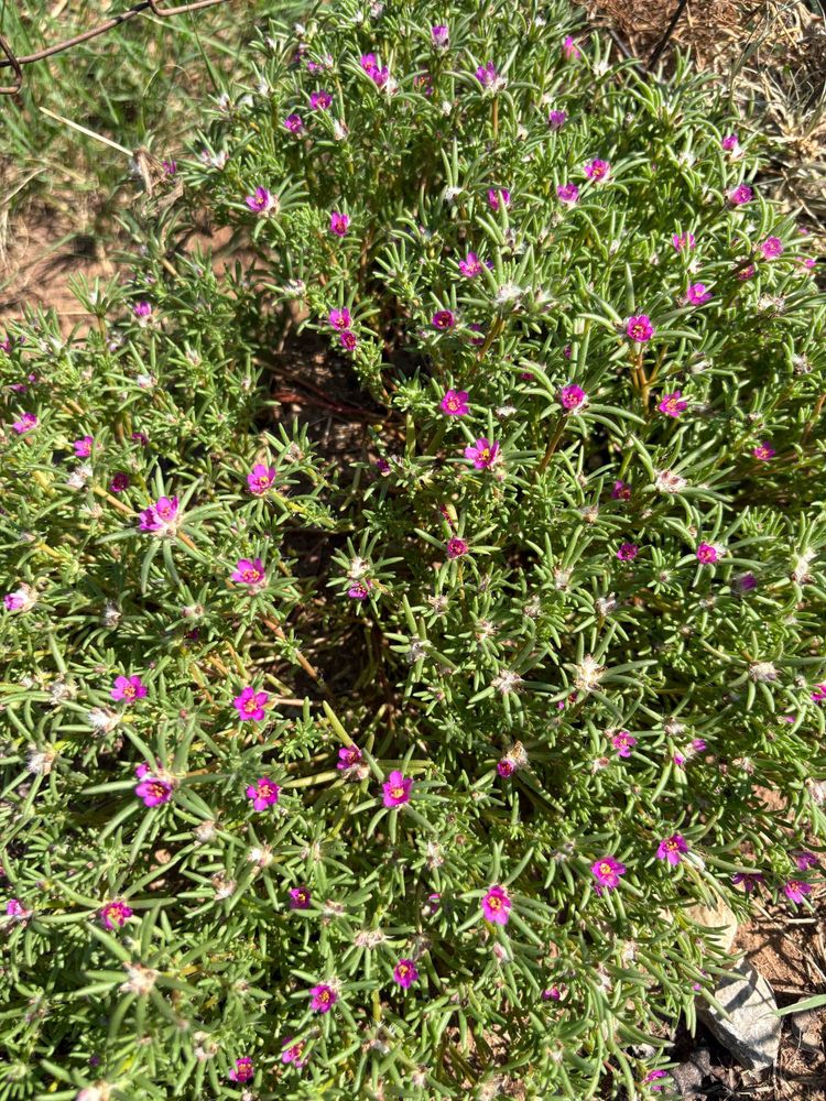A patch of shaggy portulaca, thin succulent leaves dotted with bright pink flowers. 