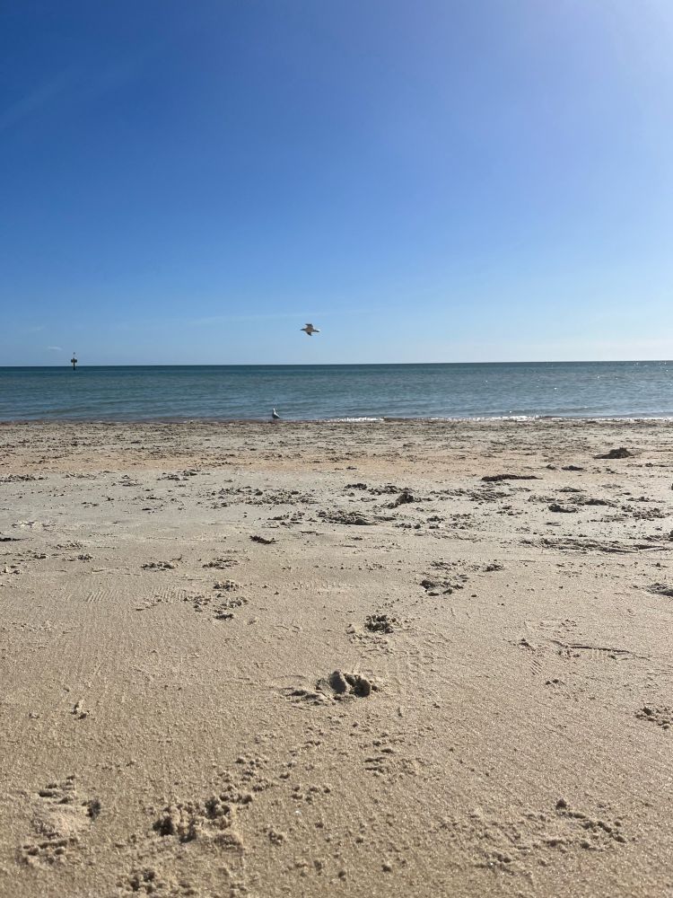 Two seagulls at the beach