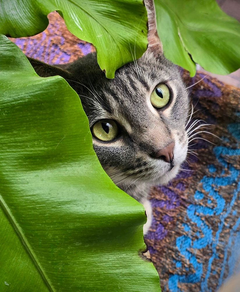 A tabby cat hiding underneath big fern leaves