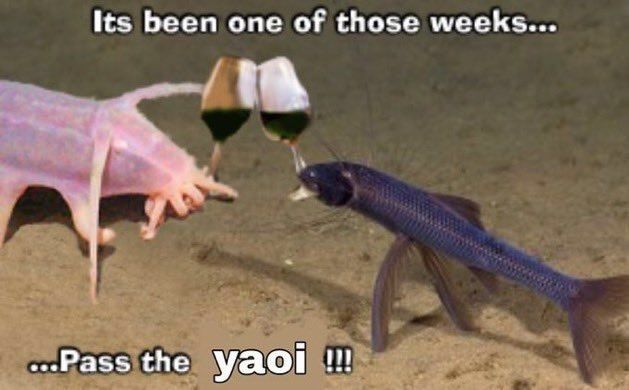 A meme of 2 fish toasting wine glasses and saying "its been one of those weeks... .... Pas the yaoi !!! "