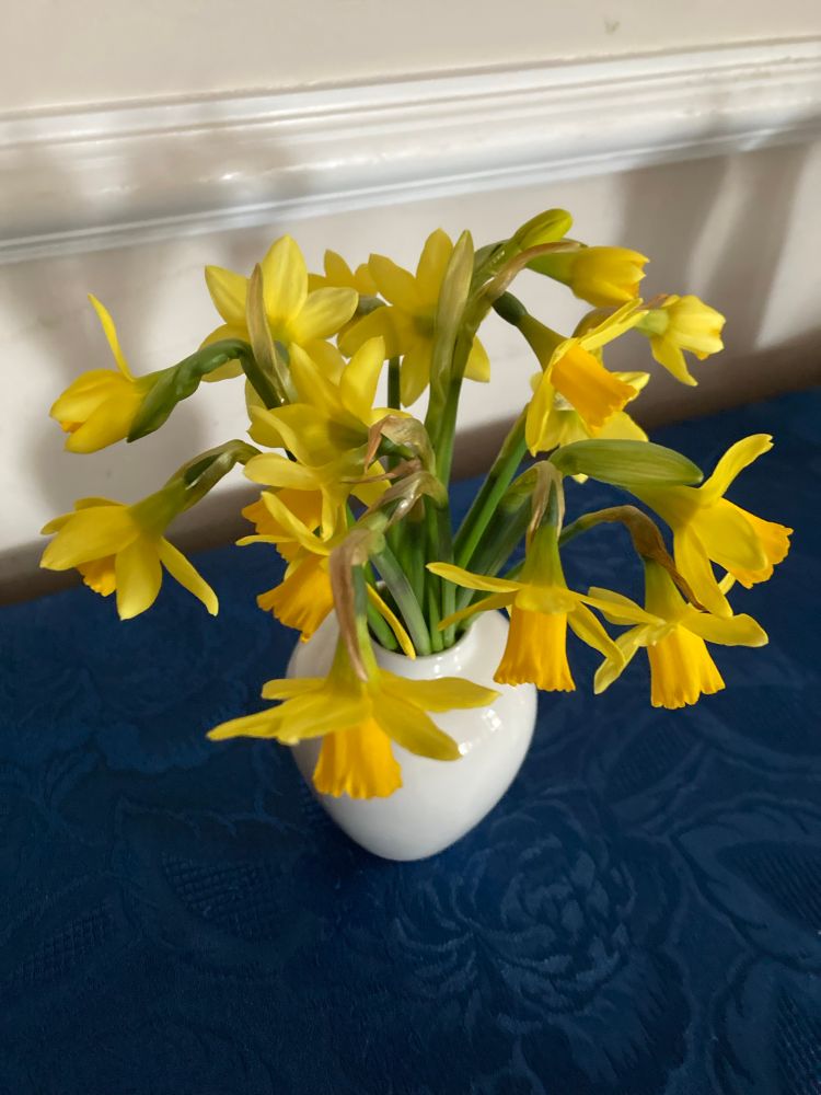 Tête a tête Daffodils picked from my garden today 