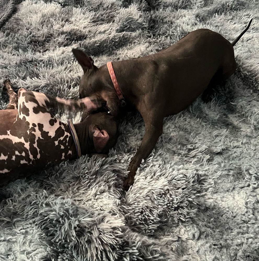 Two  hairless terrier dogs playing on a fuzzy blanket