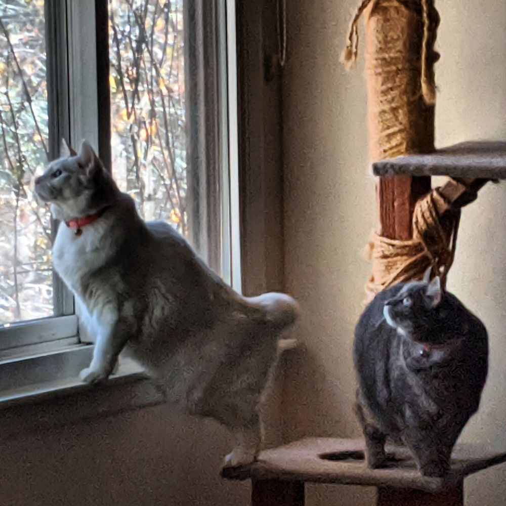 White American bobtail cat looks out of window on a cat tree with another cat on the cat tree behind her, a domestic gray shorthair.