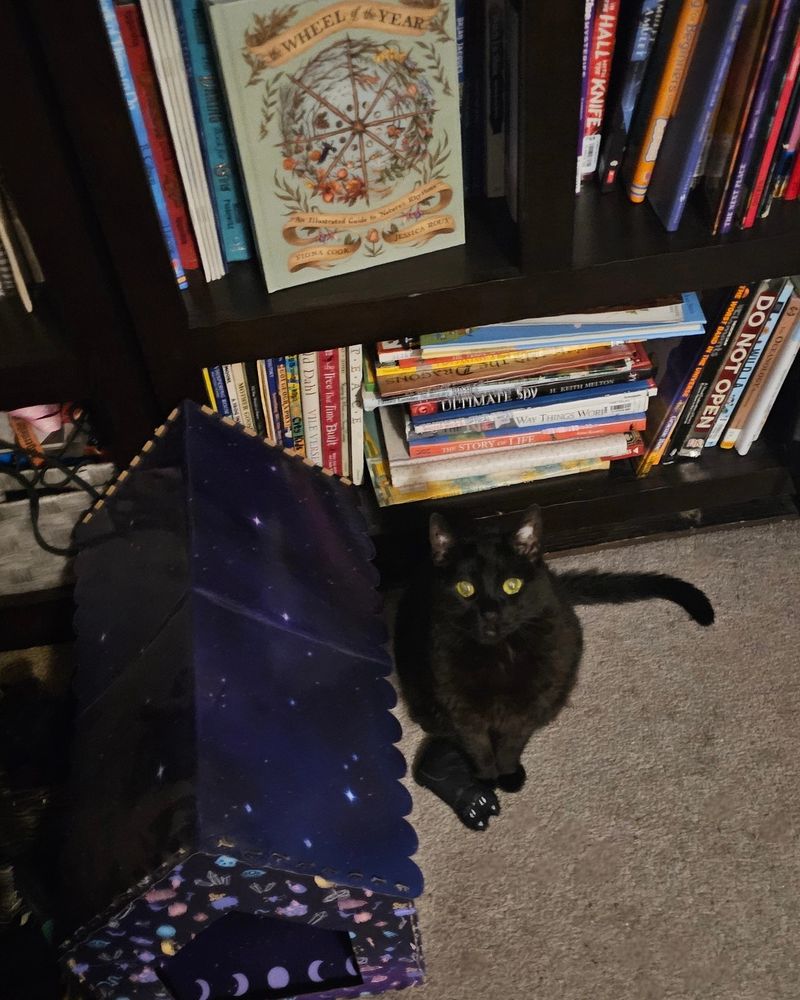 A black cat beside a blue cardboard cat house. A stuffed black cat is laying by her feet.