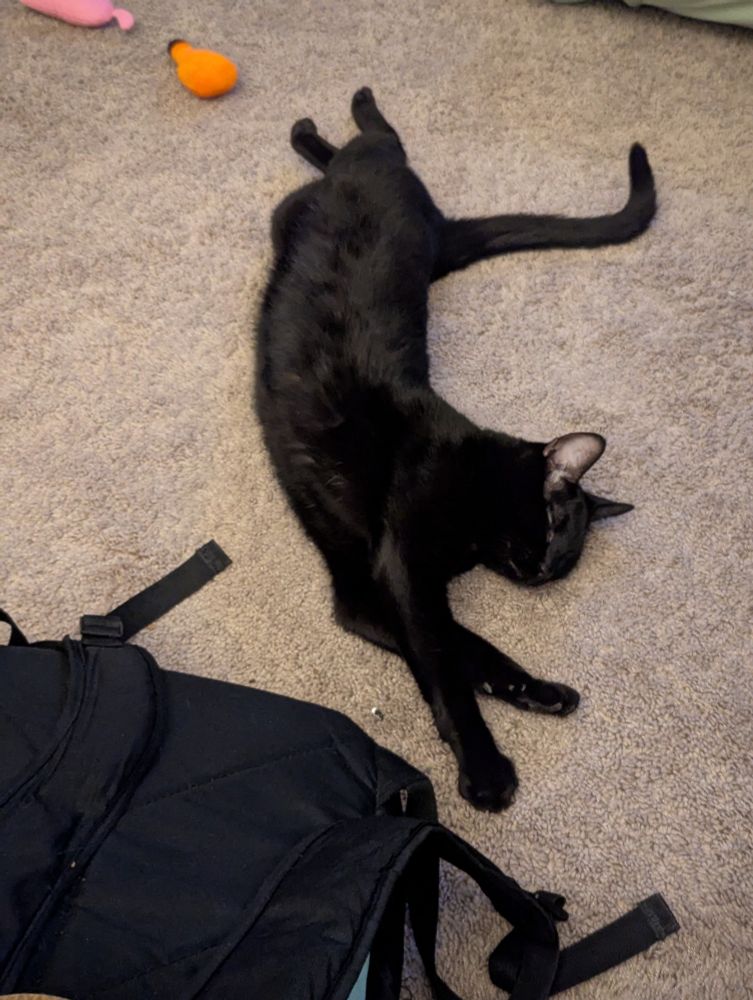 A long black cat lies stretched out like a worm next to a backpack and some forgotten cat toys 