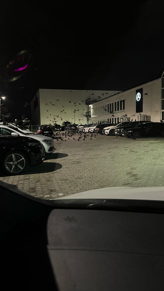 Ein Parkplatz, viele Autos, viele Krähen.