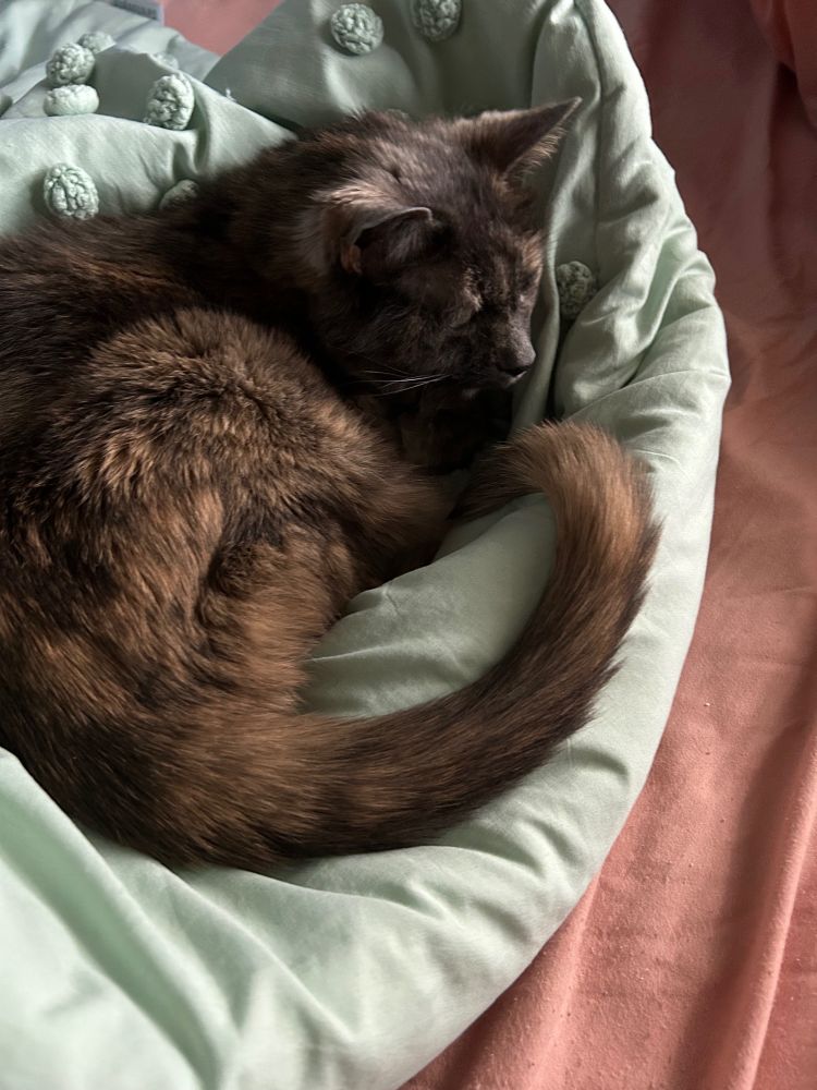 The last photo I ever took of my cat Lilly. She was a dilute tortie with yellow-green eyes, a bit smaller than the average cat. She was laying on my mom’s bed, her favorite spot to sleep. 