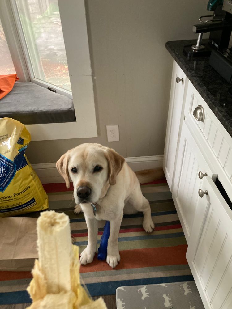 Photo of my yellow English labrador retriever R Buckminster "Bucky" Fuller staring fixedly at a banana