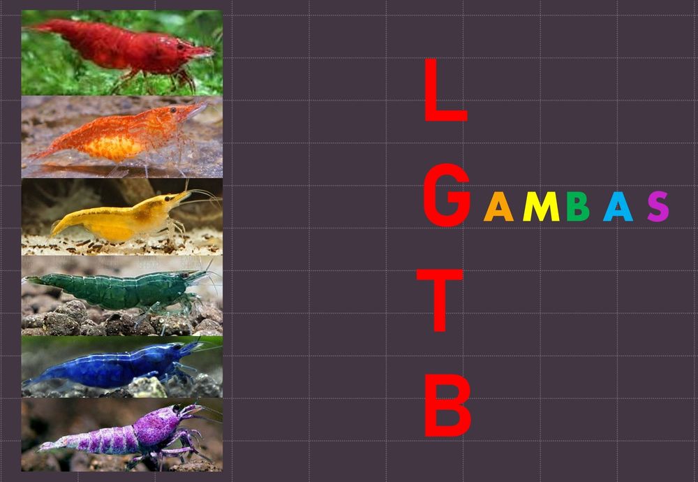 Bandera arcoiris hecha con gambas. LGambasTB