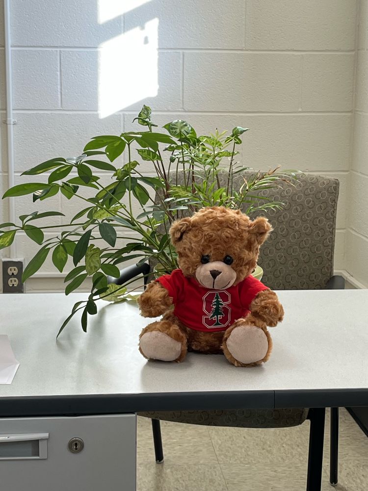 A small brown teddy bear with a red shirt that has the Stanford University logo, a capital red S with an evergreen tree in front, sits in front of a potted plant that has grown all to the left and fans around the stuffed animal.