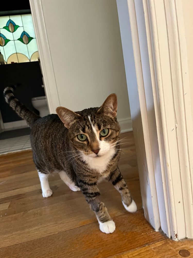 A brown tabby cat with white paws and neck and green eyes walks around her house.  Her tail is up in exploring mode and she has a calm facial expression.